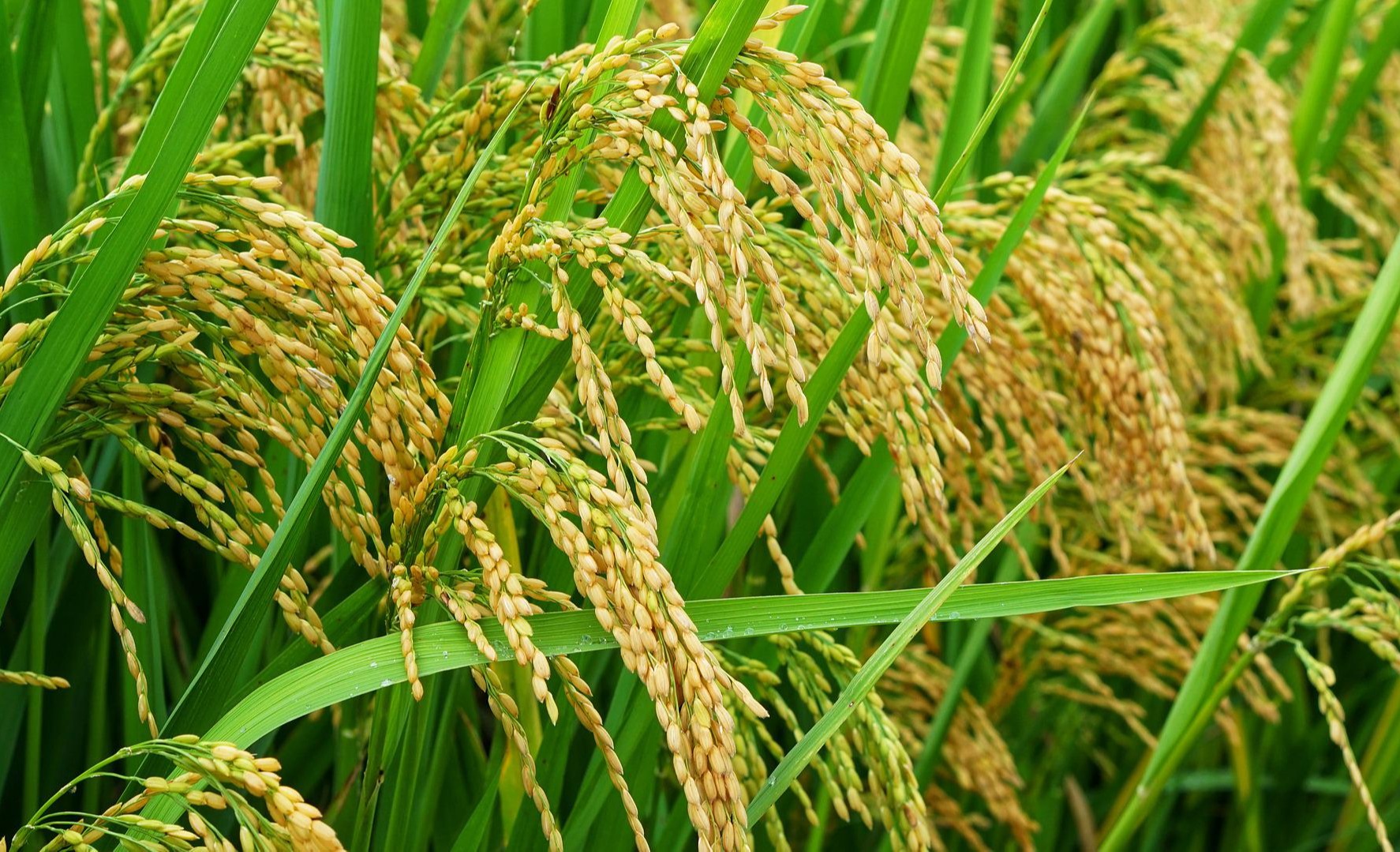 農(nóng)業(yè)農(nóng)村部關(guān)于印發(fā)《全國(guó)今年會(huì)jinnianhui官方網(wǎng)站行動(dòng)計(jì)劃(2024—2028年)》的通知