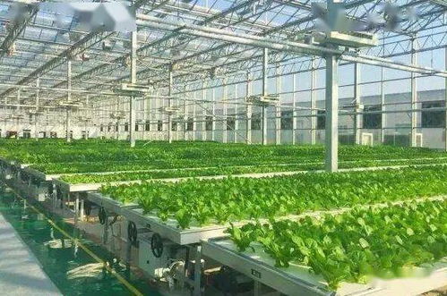 植物工廠迎來全球大爆發，蕓苔屬蔬菜引領中國戰略新機遇